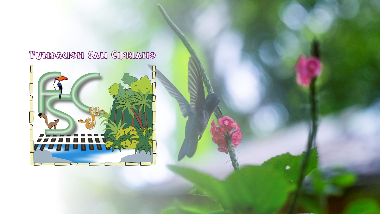 Cuñas Radiales Voces del Pacífico